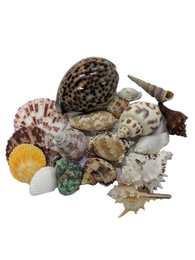 Seashells (Assorted Sizes)