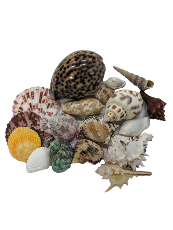 Seashells (Assorted Sizes)